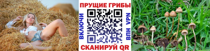 Псилоцибиновые грибы Psilocybe  Купить  Красный Кут 